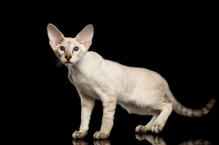 10 Most Expensive Cat Breeds In The World - Peterbald Cat
