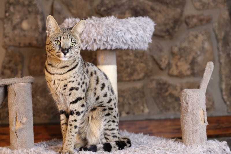 10 Most Expensive Cat Breeds In The World - Savannah