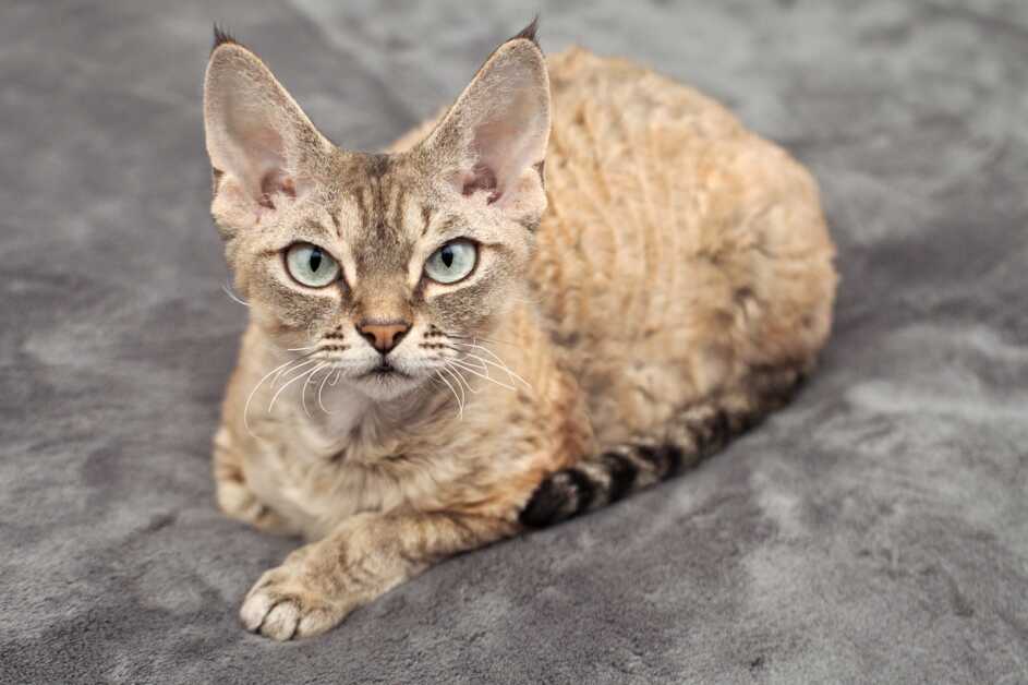 10 Rarest Cat Breeds In The World - Devon Rex Cat