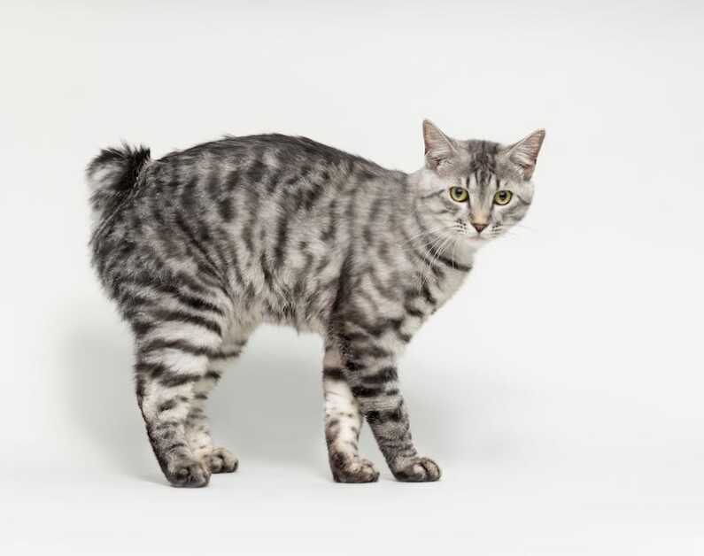 10 Rarest Cat Breeds In The World - Kurilian Bobtail Cat