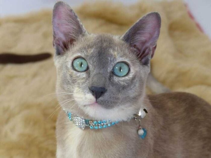 Kid Friendly Cat Breeds - Tonkinese