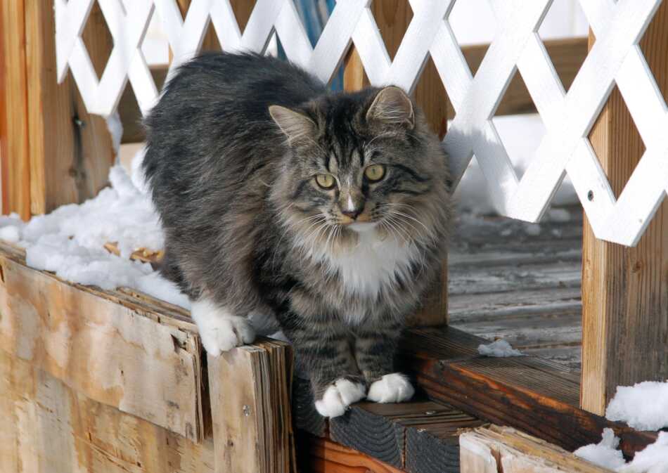 Kid Friendly Cat Breeds