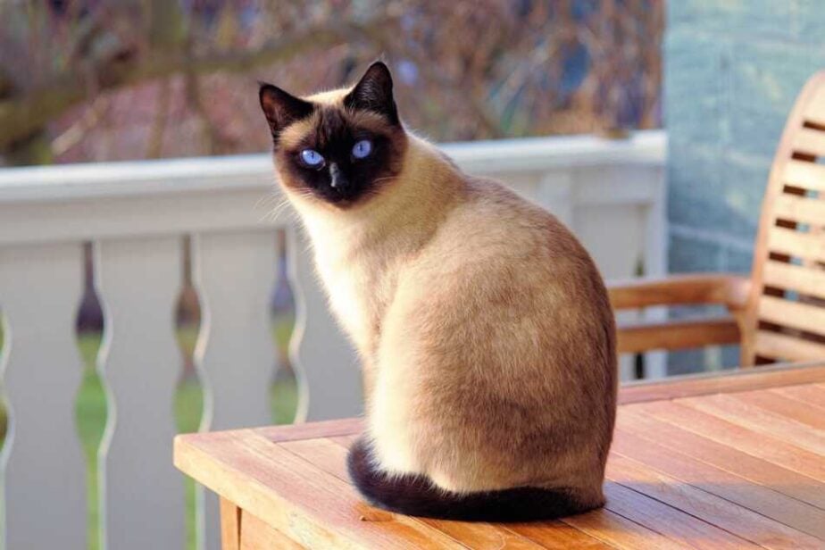 15 Cat Breeds Similar To The Maine Coon - Siamese
