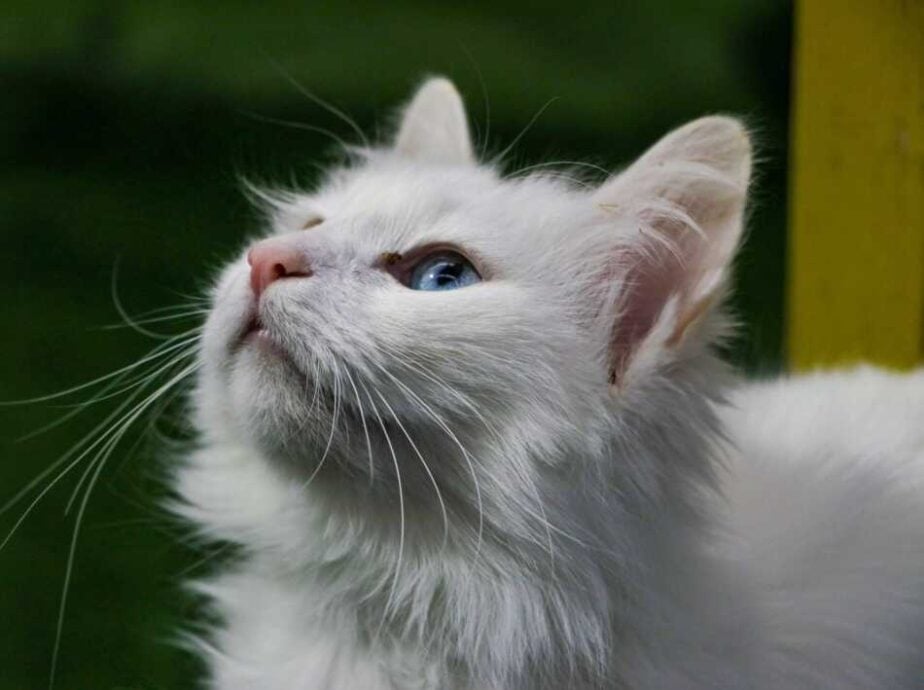 10 Rarest Cat Breeds In The World - Turkish Van Cat
