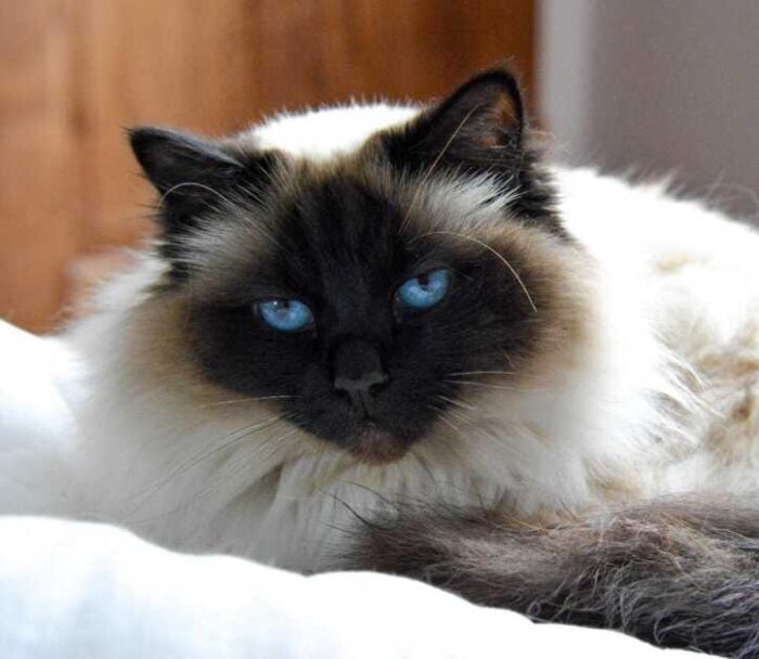 15 Cat Breeds That Get Along With Dogs - Birman