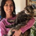 What Is The Average Weight Of A Maine Coon Cat?