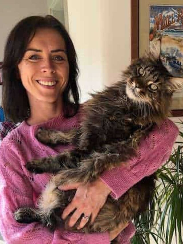 What Is The Average Weight Of A Maine Coon Cat?