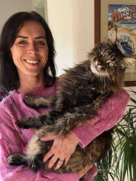 What Is The Average Weight Of A Maine Coon Cat?