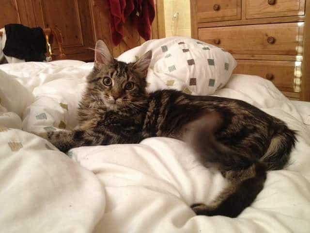 Maine Coon Central: About Me Page