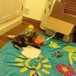 Maine Coon Central: About Me Page