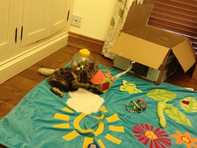 Maine Coon Central: About Me Page