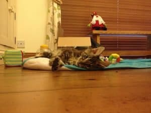 Maine Coon Central: About Me Page