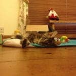 Maine Coon Central: About Me Page