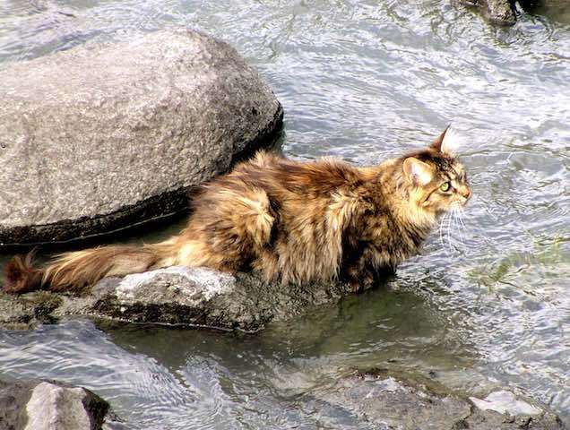 Do Maine Coon Cats Love Water Do Maine Coon Cats Love Water