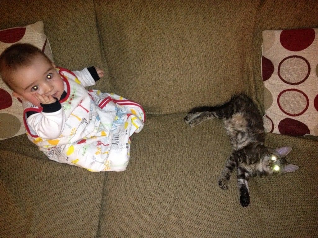 Are Maine Coon Cats Good With Babies?