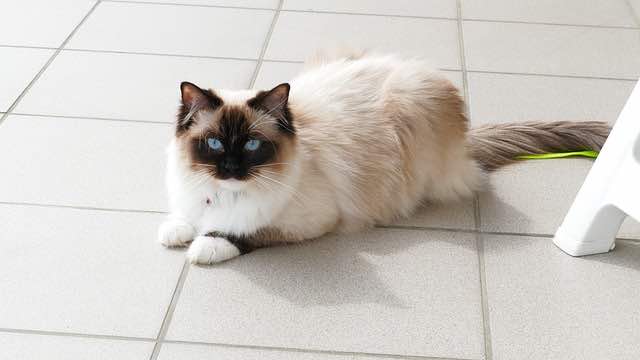 Kid Friendly Cat Breeds