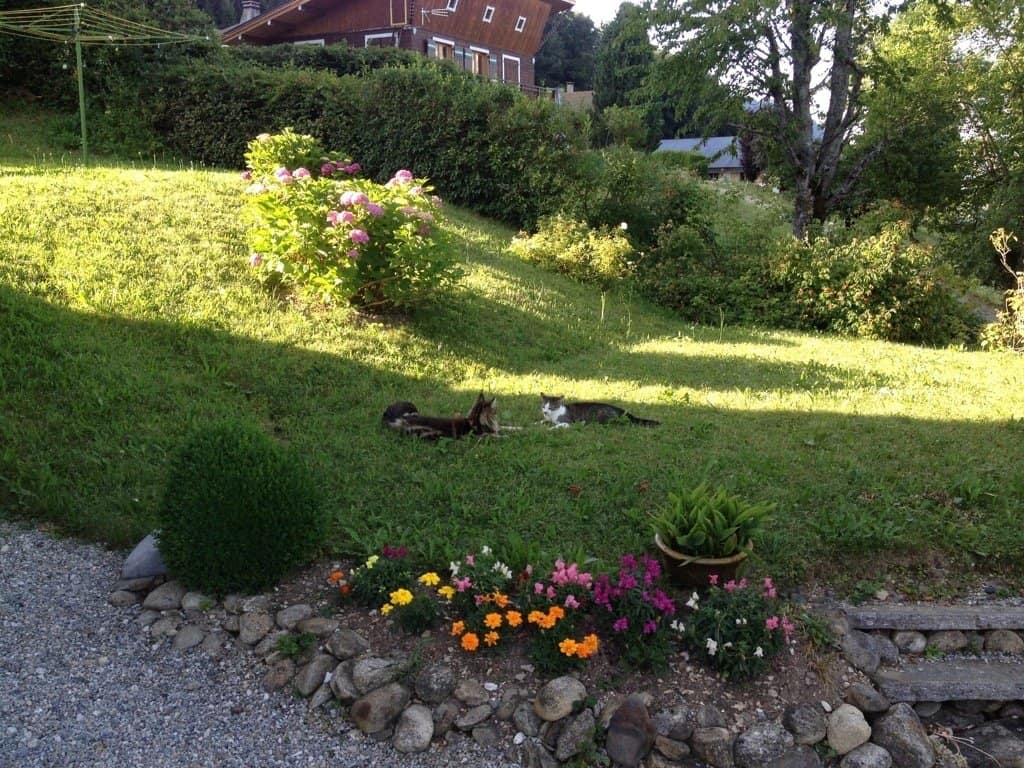 Why Do Cats Walk In Front Of You? Herding Explained Maine Coon Central