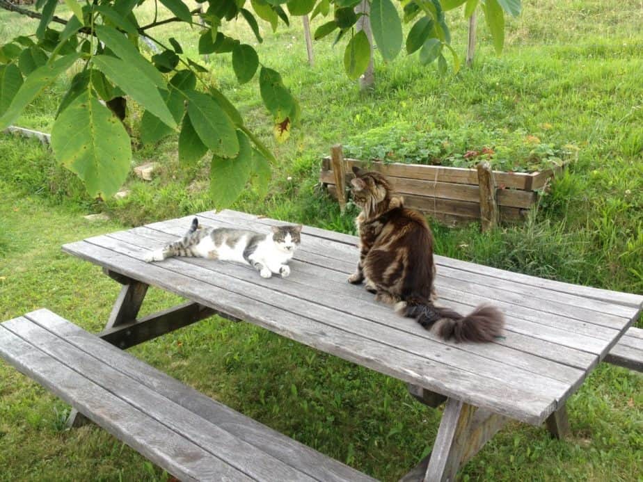 Maine Coon Cat Playing With Normal Cat