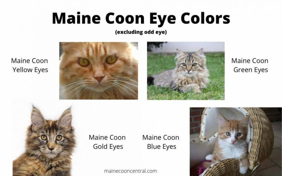Maine Coon Eye Color