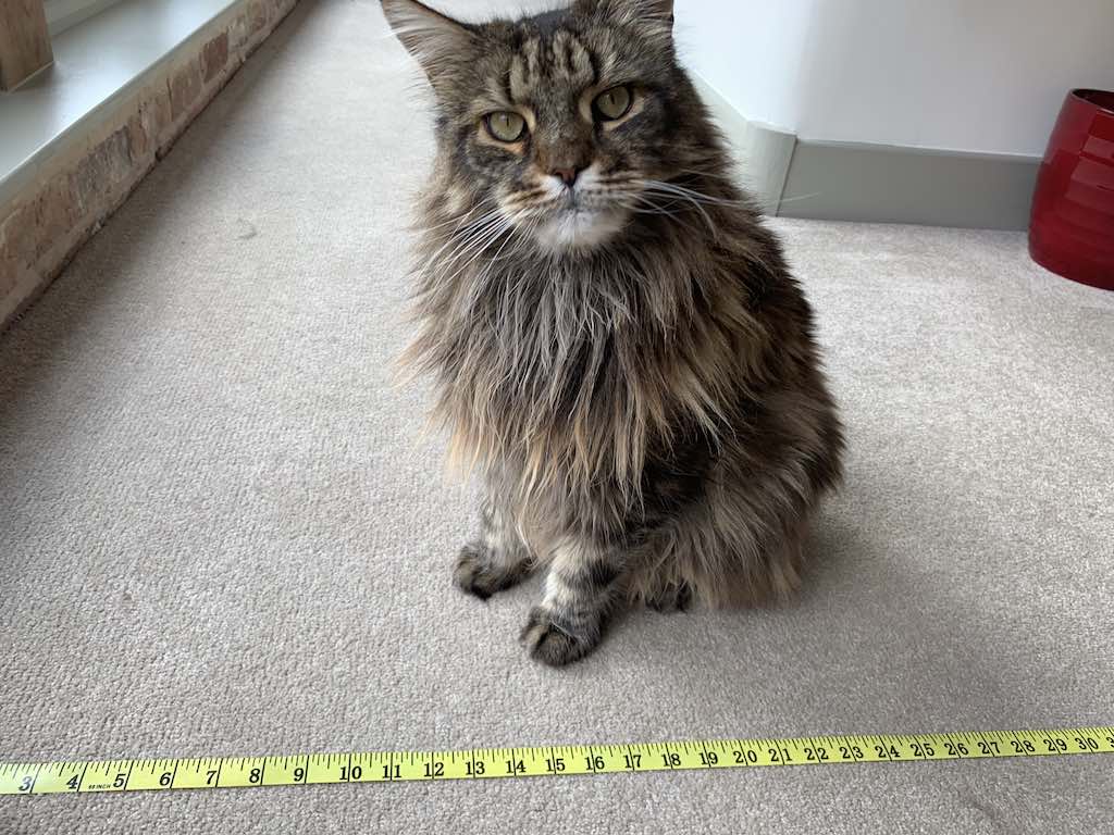 How Much Do Maine Coon Cats Eat? Maine Coon Central