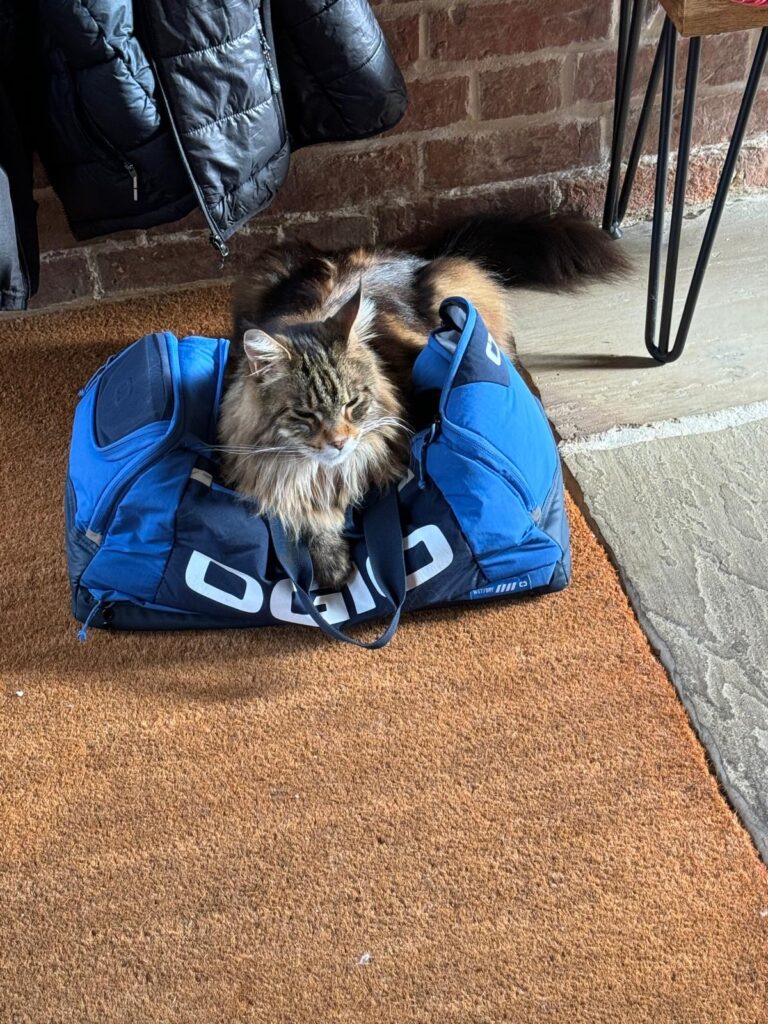 Bali the Maine Coon cat sat on gym bag