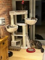 Price Of Maine Coons In 2024 – Maine Coon Central