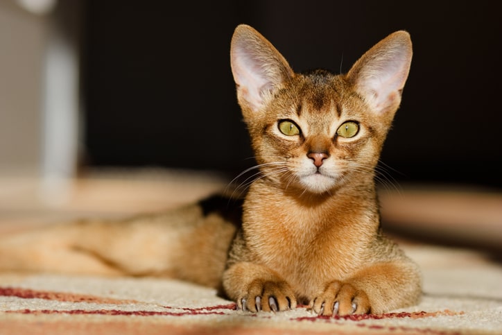 Abyssinian Cat laying down