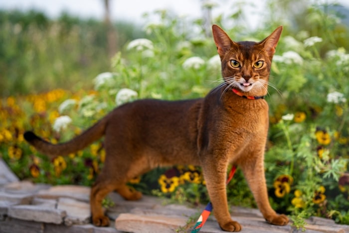Abyssinian Cat Looking Angry