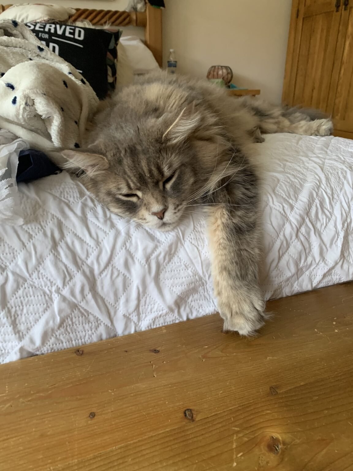 Why Maine Coons Have An ‘M’ On Their Forehead – Maine Coon Central