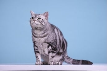 American Wirehair Cat - Picture from Pixabay Free License.