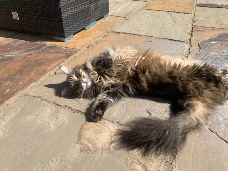 Bali Maine Coon laying twisted on the floor