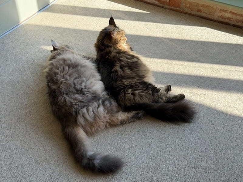 Bali and Mika laying on beige carpet next to each other
