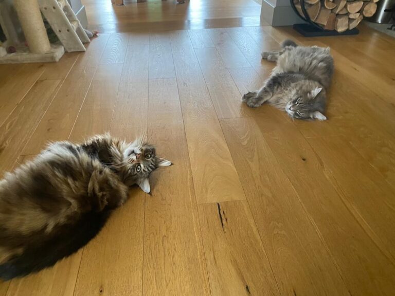Bali and Mika laying on wooden floor