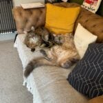 Bali and Mika laying together on the sofa