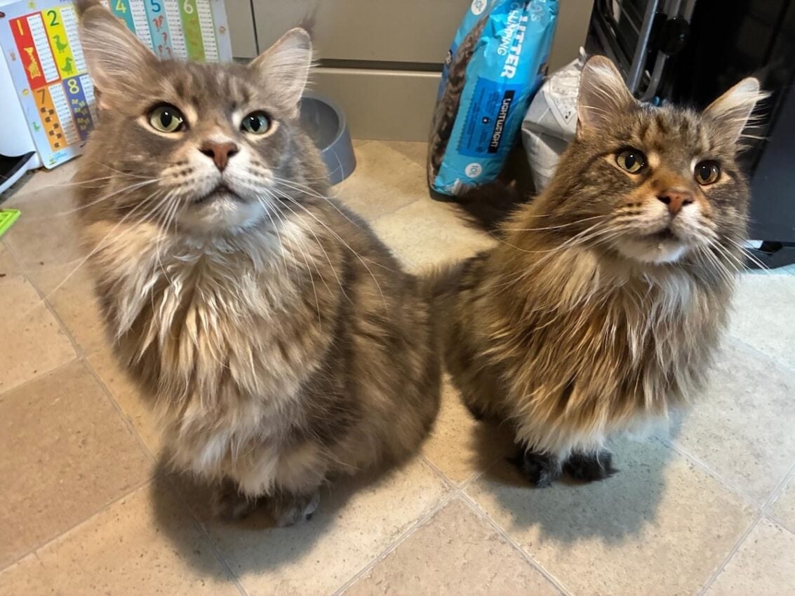 Bali and Mika sat on lino flooring looking upwards - waiting for food