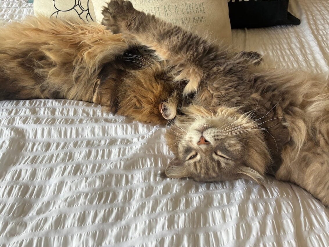 Bali and Mika sprawled across double bed with white sheets