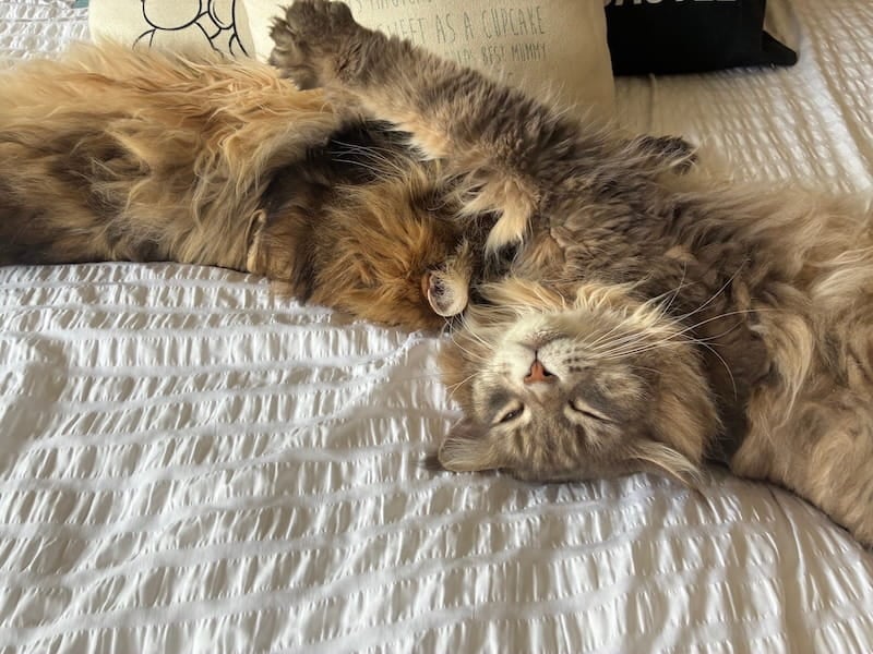 Bali and Mika sprawled across double bed with white sheets