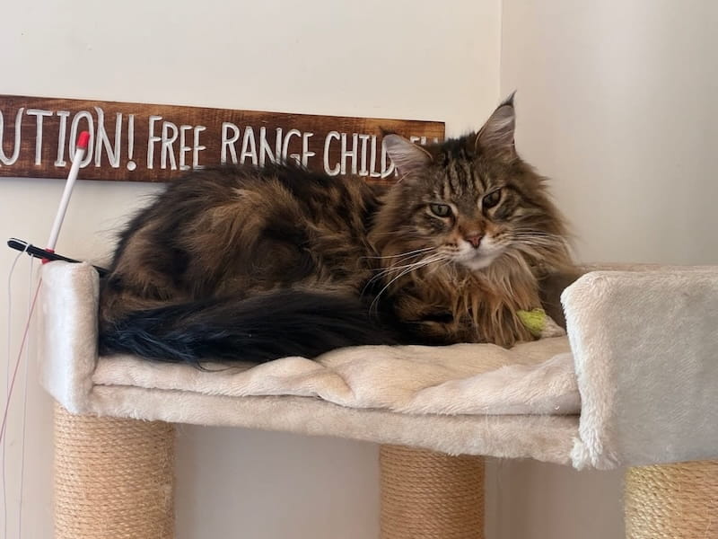 Bali my brown tabby Maine Coon cat sitting at the top of the cat tree