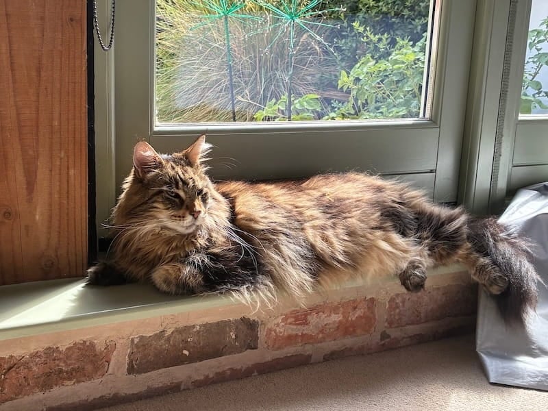 Bali my tabby brown Maine Coon cat laying on window sill ledge in the sunshine