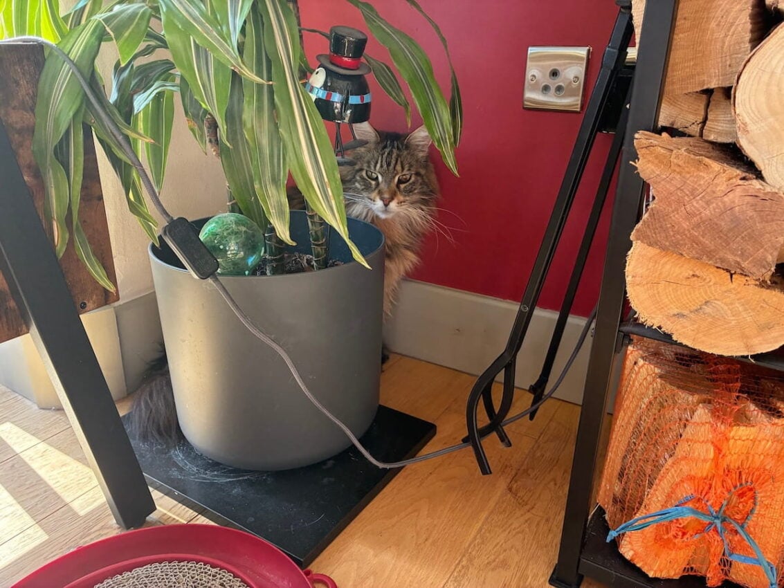 Bali our Maine Coon cat hiding behind a tall plant, sat next to a red wall 1200x800.jpeg