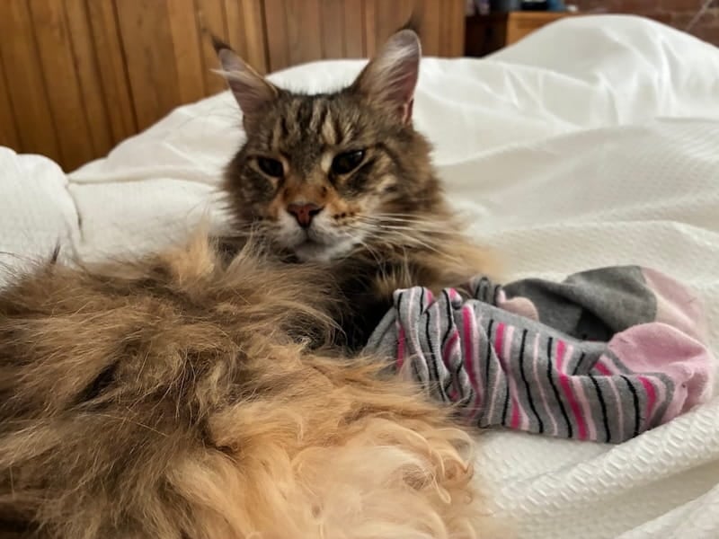 Bali our tabby Maine Coon cat laying on the bed with his paw in a sock