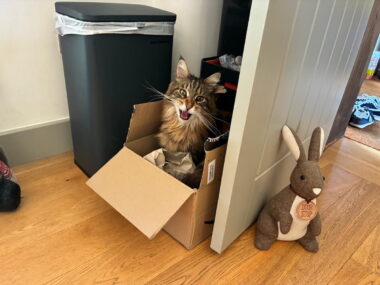 Bali our tabby Maine Coon cat sat in a box with his mouth open and teeth showing