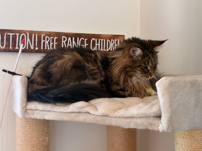 Bali our tabby Maine Coon sat at the top of the cat tree 800cp
