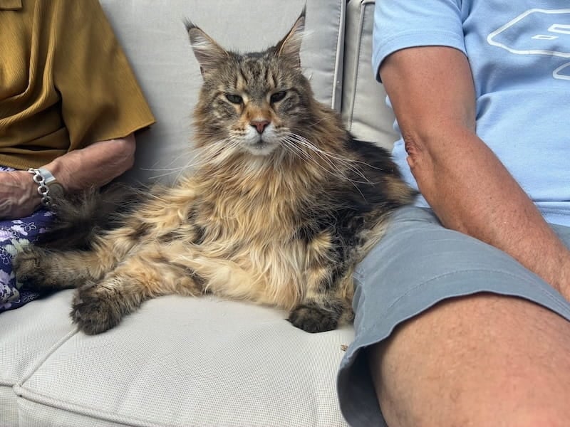 Bali sat on cream seat