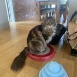 Bali sat on scratching circle