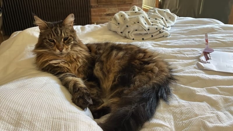 Bali sat regally on a bed with a white duvet cover