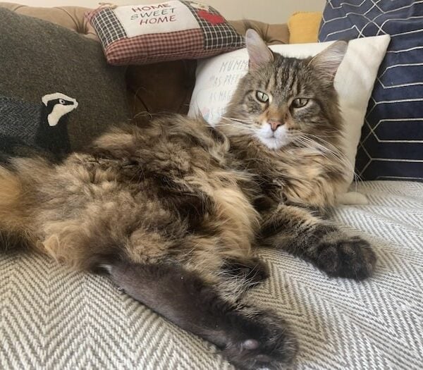 Bali the Maine Coon cat laying on the sofa.