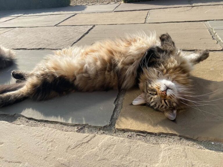 Bali a tabby Maine Coon cat laying upside down outside