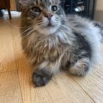 Beautiful Maine Coon cat closeup