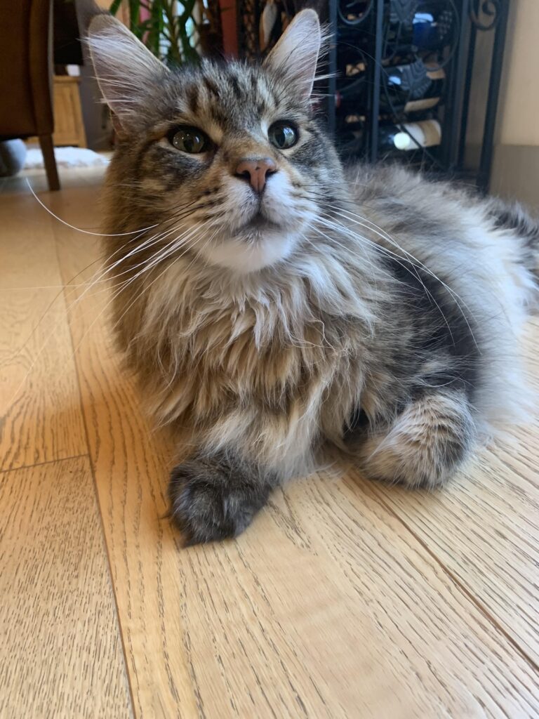 Beautiful Maine Coon cat closeup